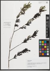 Foto von Salix purpurea L.